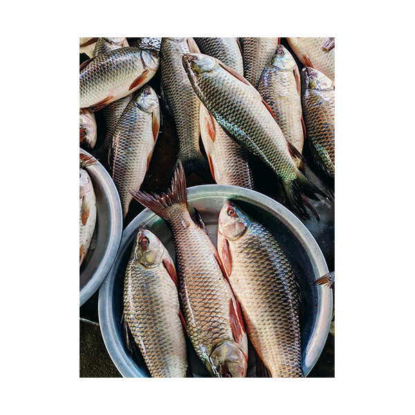 Tilapia Fish 1 kg