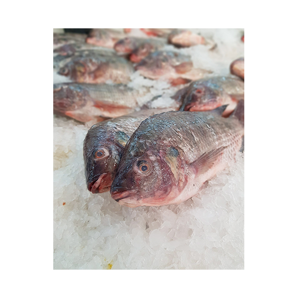 Tilapia Fish Medium 1 kg