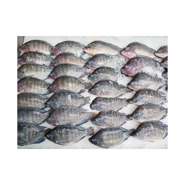 Wide Tilapia Fish 1 kg